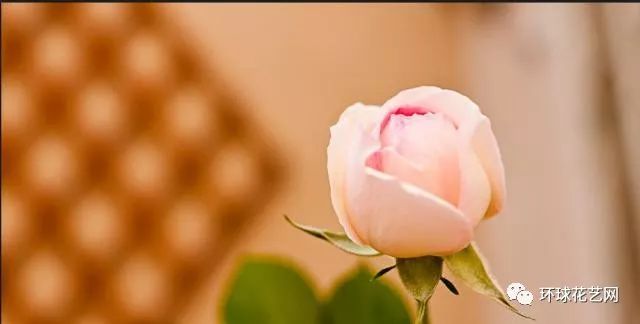 稀有玫瑰花品种大全图片,九种常见玫瑰花品种排名