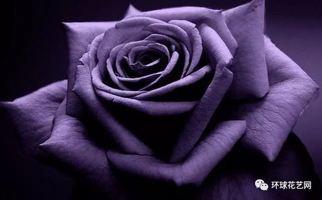 稀有玫瑰花品种大全图片,九种常见玫瑰花品种排名