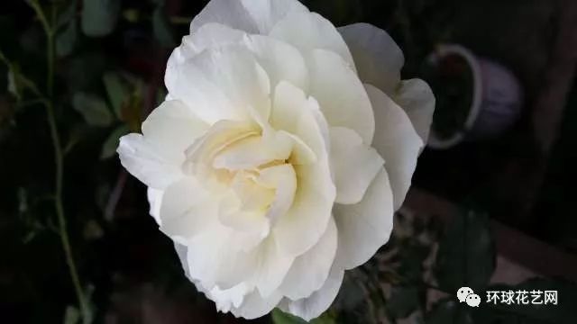 十大最稀有的玫瑰花品种图片,稀有玫瑰花品种大全图片