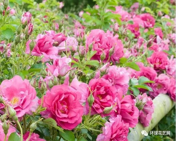 稀有玫瑰花品种大全图片,九种常见玫瑰花品种排名
