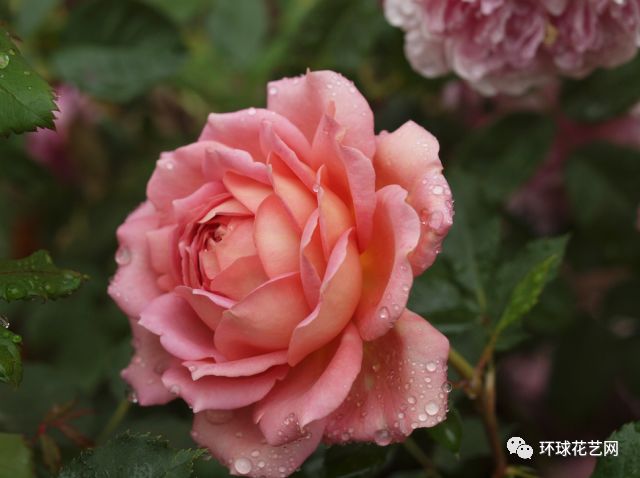 十大最稀有的玫瑰花品种图片,稀有玫瑰花品种大全图片