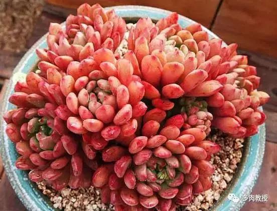 皮实好养的5款多肉,推荐几款多肉好看又好养的