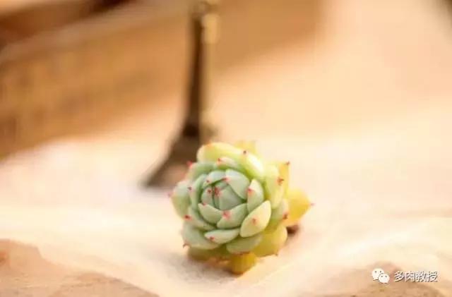 皮实好养的5款多肉,推荐几款多肉好看又好养的
