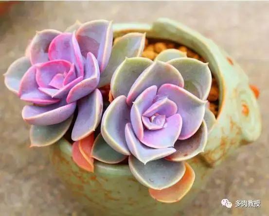 皮实好养的5款多肉,推荐几款多肉好看又好养的