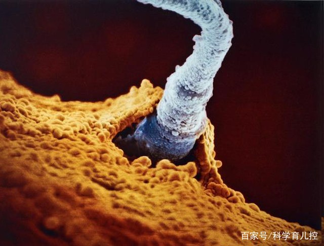 精子经过的四个过程,精子产生与吸收过程