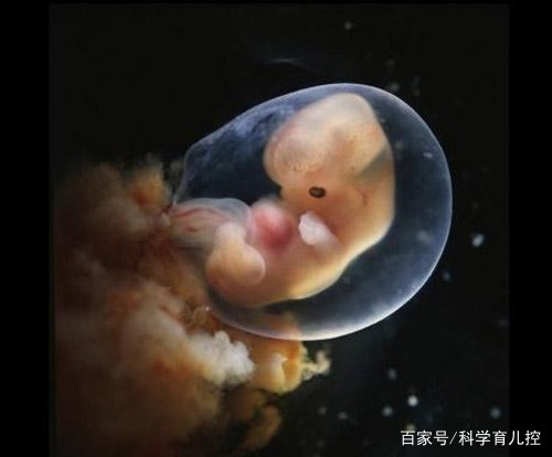 精子的产生全过程,精子从开始到最后的过程