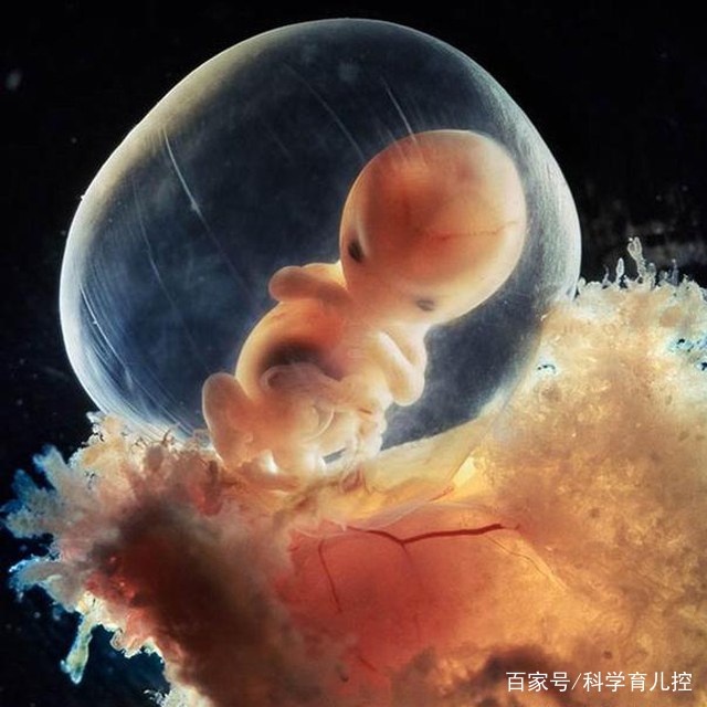 精子的产生全过程,精子从开始到最后的过程