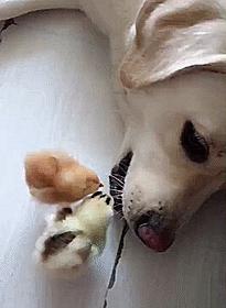 两小鸡帮拉布拉多啄去牙缝残渣，把本大爷侍候好，保证不吃你们