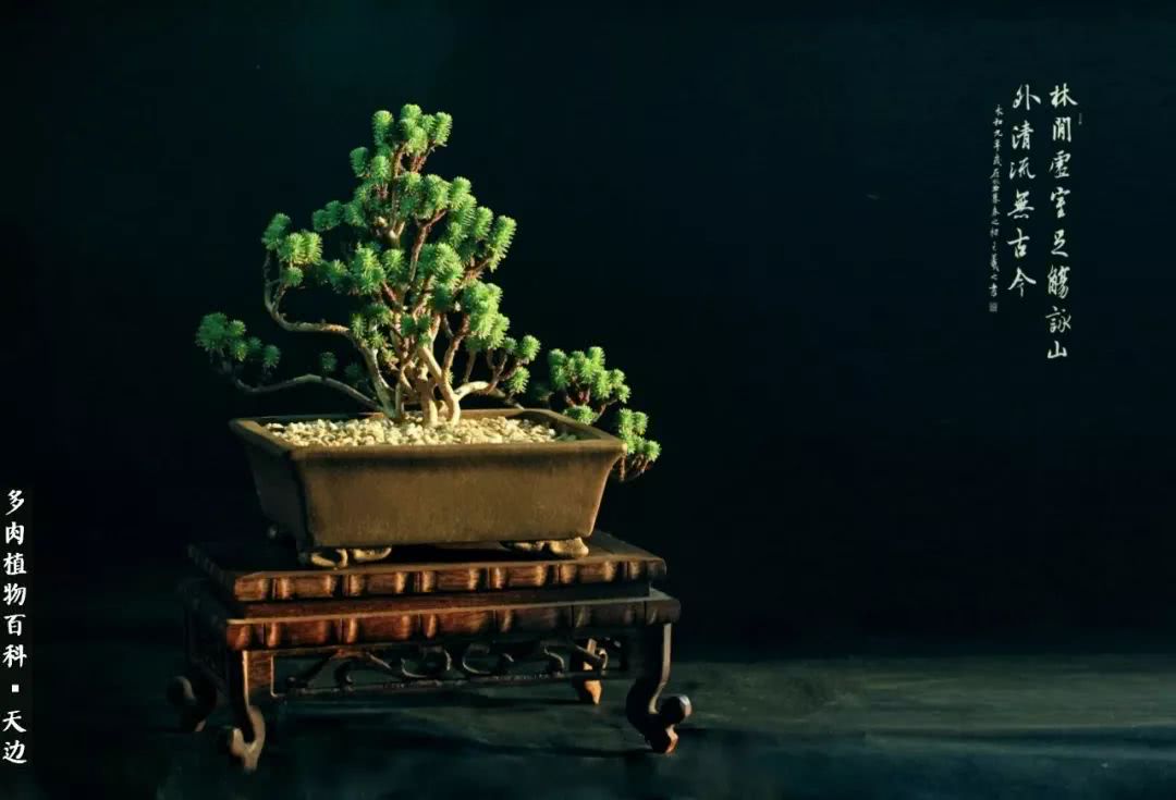 球松——不一样的美！诗一样的完美意境！