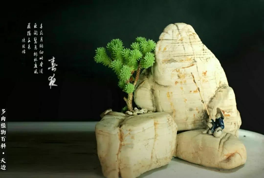 球松——不一样的美！诗一样的完美意境！