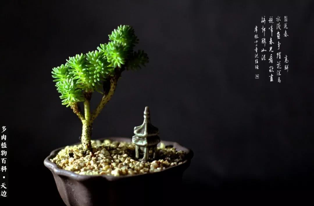 球松——不一样的美！诗一样的完美意境！