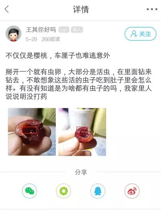 山东大樱桃有虫子吗,完整的大樱桃里面有虫子吗