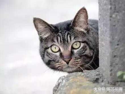 爱踢足球的猫,微笑的猫咪