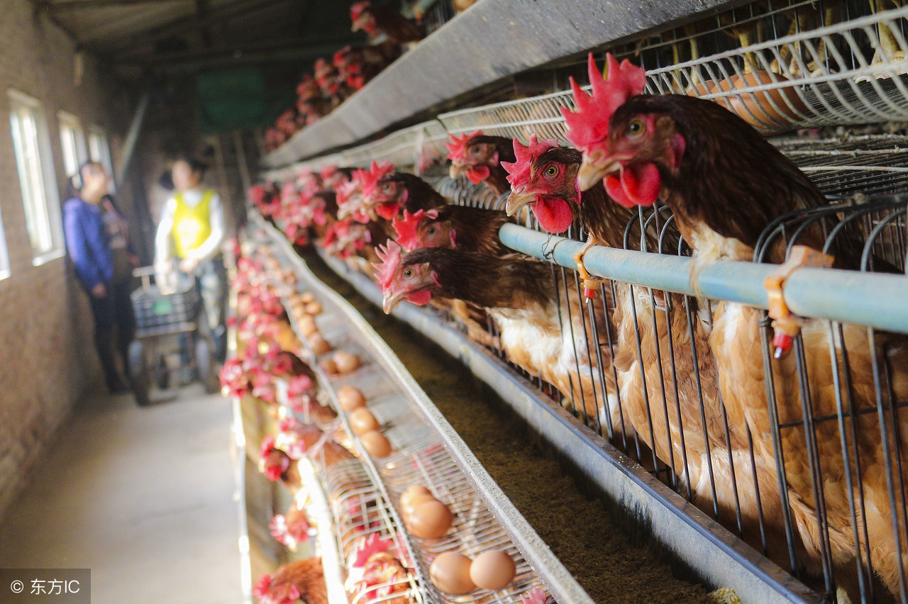 蛋鸡掉毛怎么回事,蛋鸡掉毛