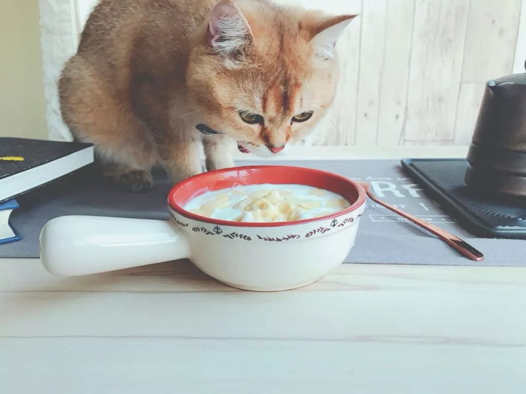 D155：留恋知识的酸奶~当榴莲遇到芝士酸奶，你将被打开新世界大门