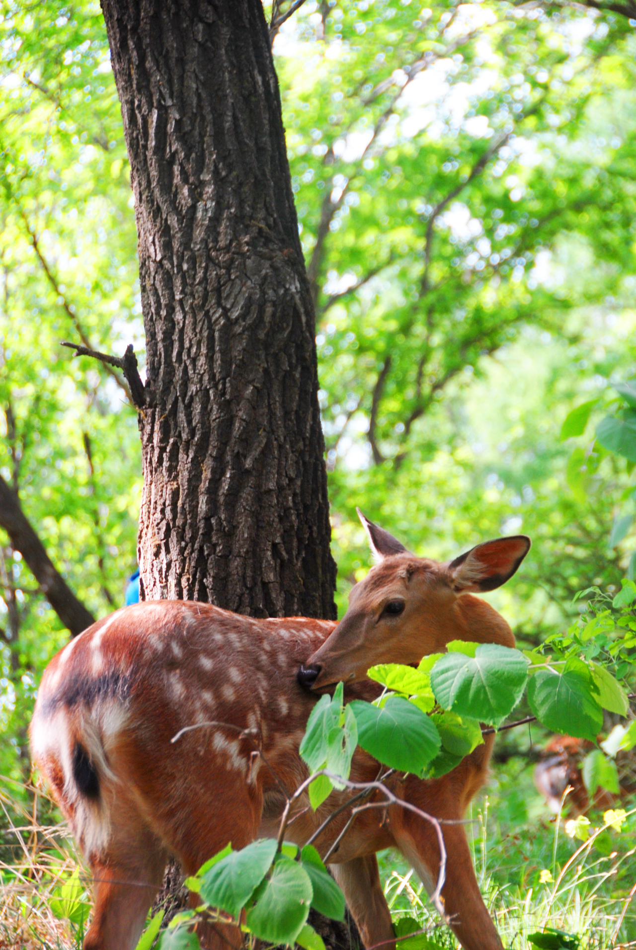 瑰丽与发展并存，机遇助东丰五彩鹿乡采风记之总结篇