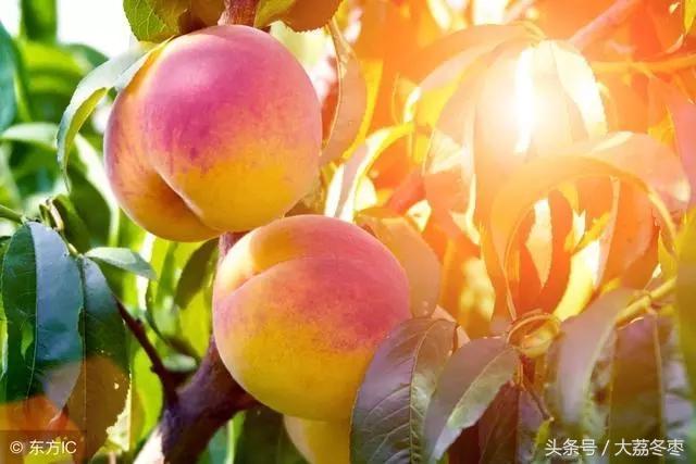 桃树摘完桃出现黄叶掉叶怎么治,桃树有桃子时候怎么修枝