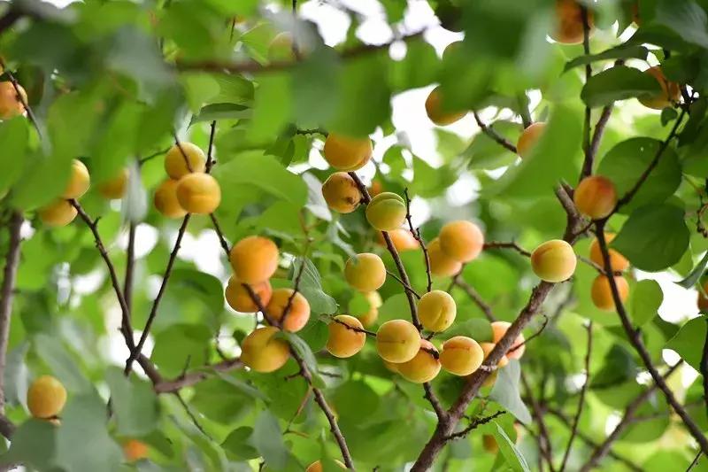 南京20分钟车程外的不老村，咖啡屋、书吧、酒吧，周末度假好去处