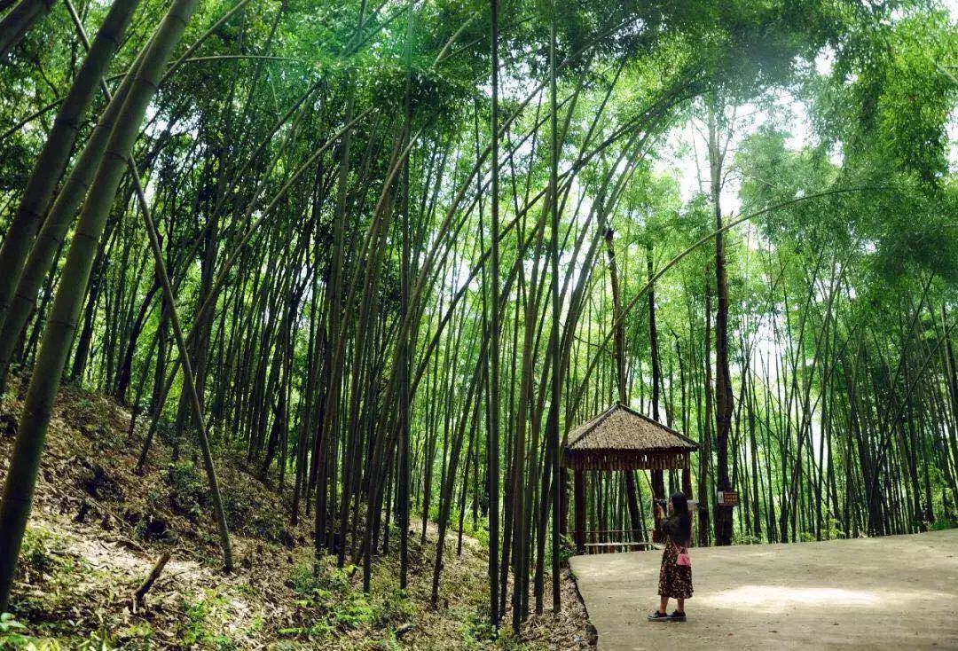梁平竹海景点,梁平百里竹海蝴蝶谷风景