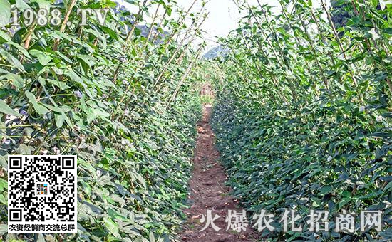 豆角枯萎病与豆角根腐病区别,豆角枯萎病