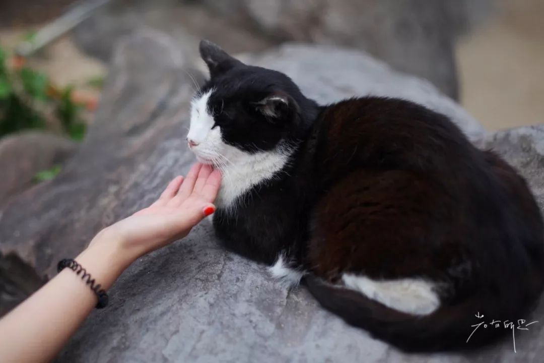 日本的这个地方,很少有中国游客,超级文艺治愈系!