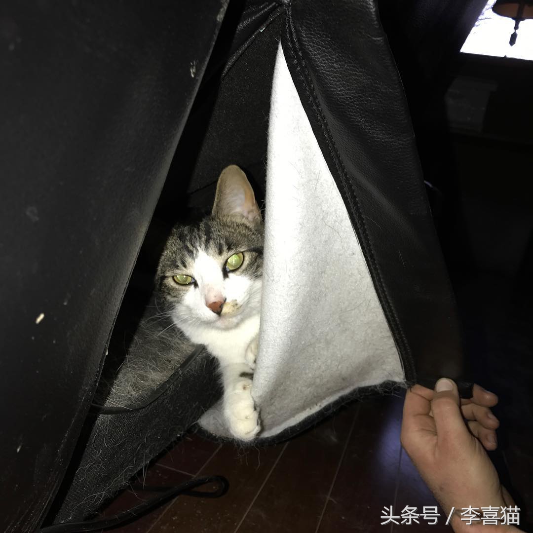 大名鼎鼎的中华气死猫,专业欺负铲屎官,谁养谁知道