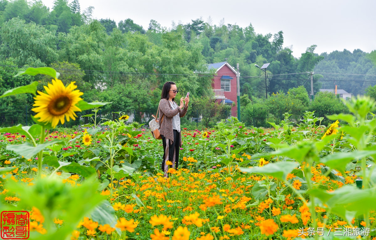 航拍九峰花海,航拍绝美花海五分钟