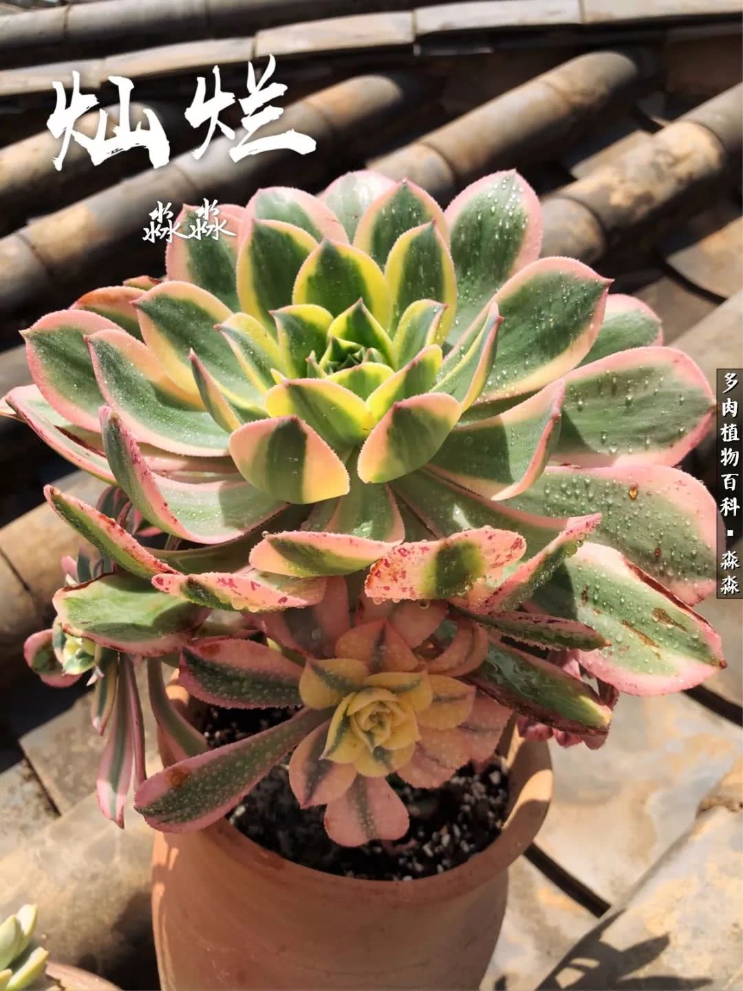 佛系养肉者,佛系养猫养狗人