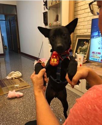 爱是最好的整容方式！狗狗身上长蛆发臭，惹人厌，半年后判若两狗