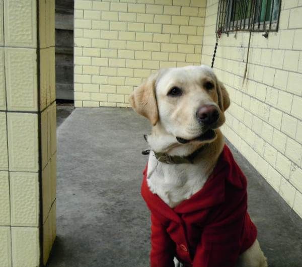 拉布拉多犬的寿命多少年,拉布拉多犬多少钱一只拼多多