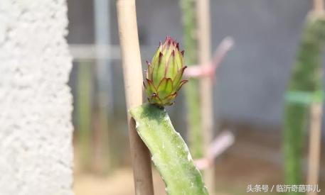 火龙果种出来的仙人掌能长大吗,仙人掌结的果实是火龙果