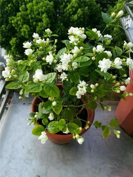 茉莉养不好,茉莉养着养着就没叶子了