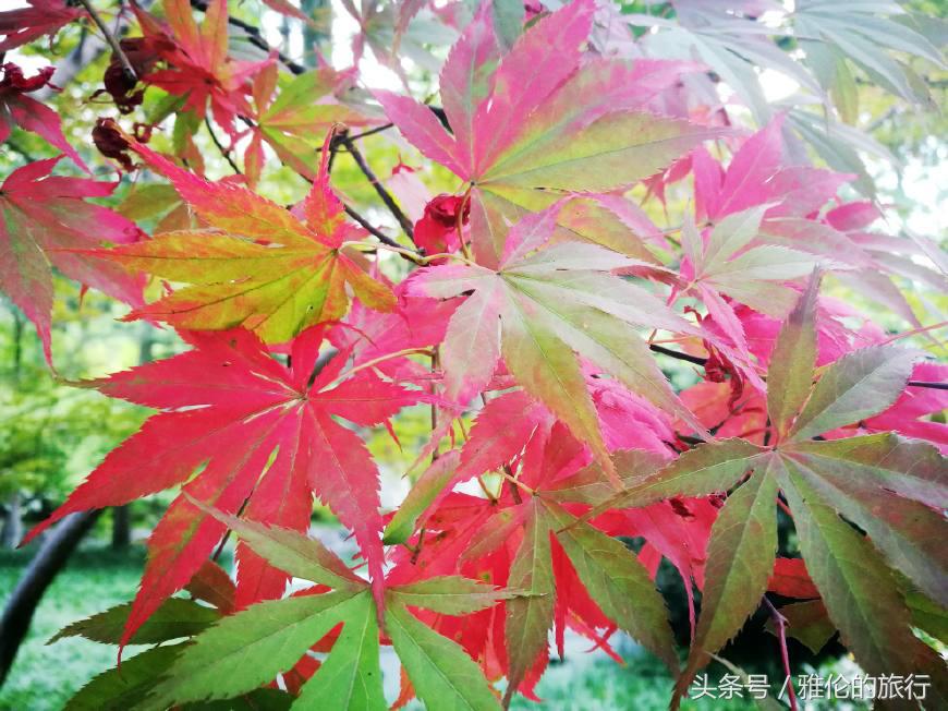 合肥逍遥津始建于哪年,古老的合肥逍遥津