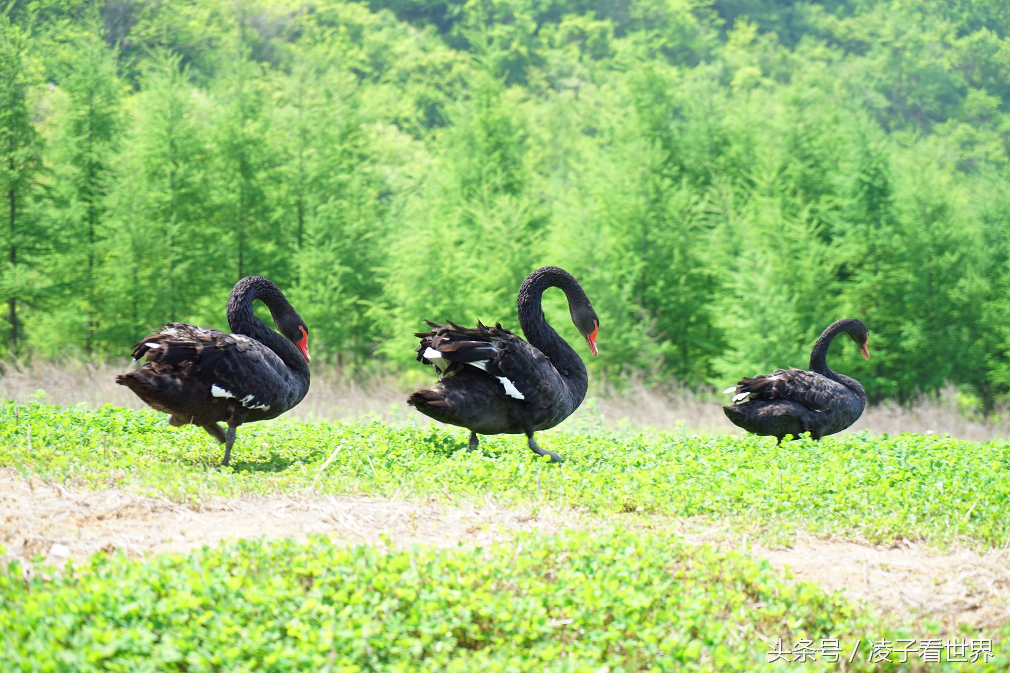 辽宁旅顺天沐温泉度假酒店,辽宁花溪沐温泉小镇