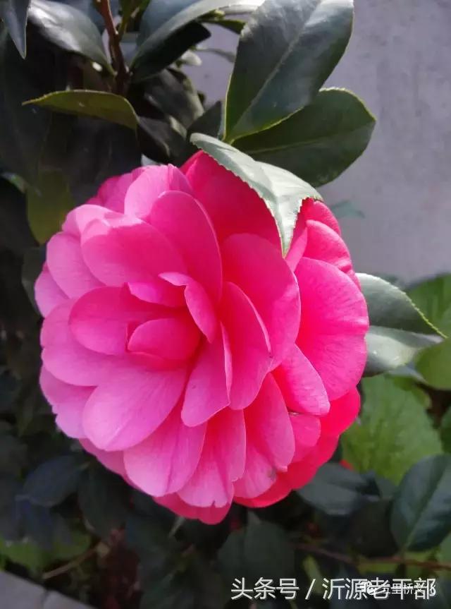 趣联集锦,趣联欣赏完整版