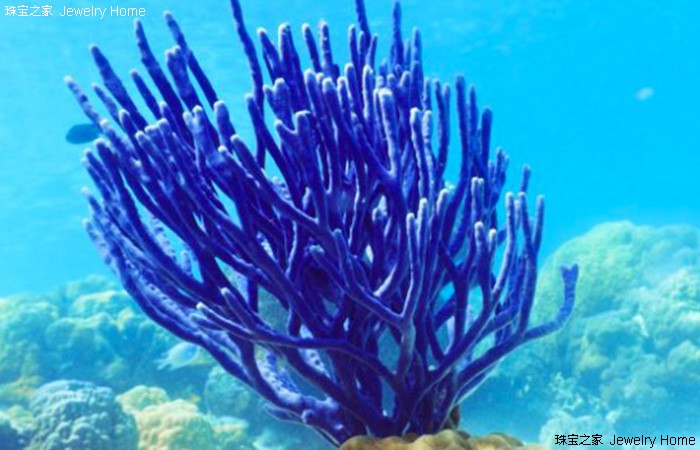红珊瑚和阿卡沙丁哪个好,阿卡沙丁momo区别