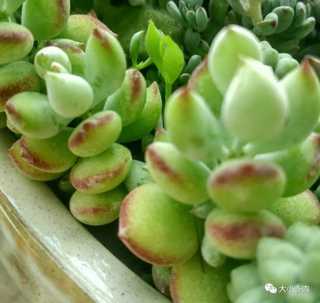 十种养不死的多肉,100种带香味的多肉品种