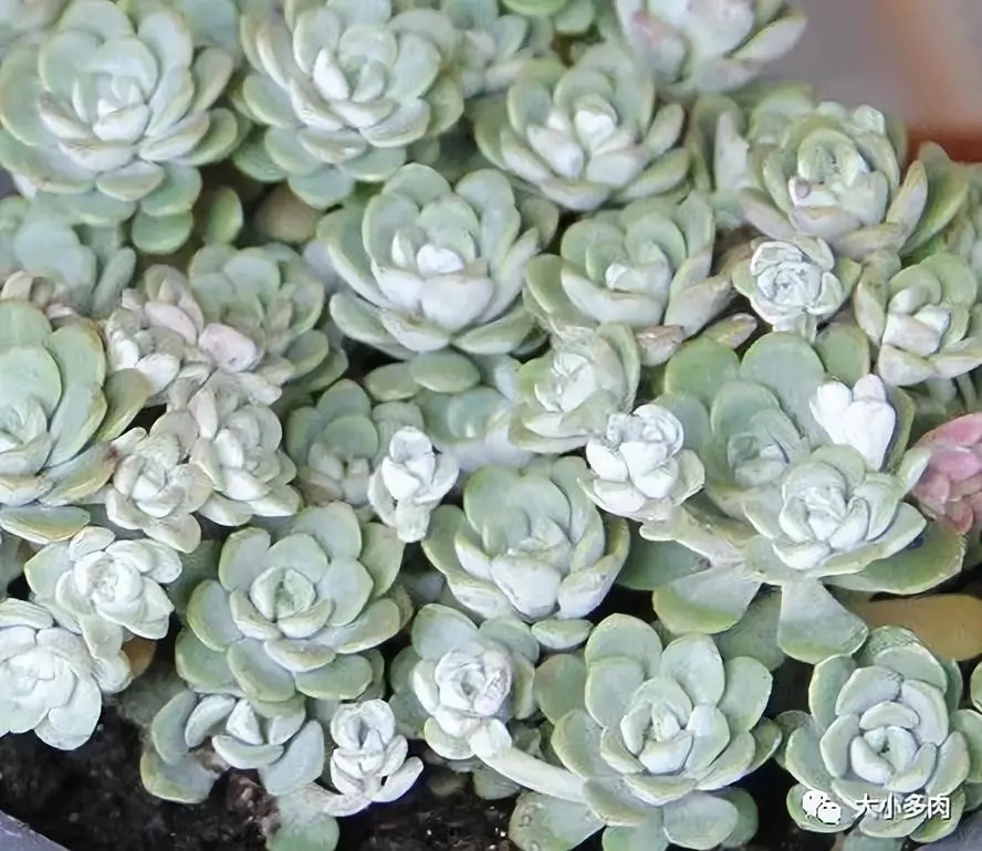十种养不死的多肉,100种带香味的多肉品种