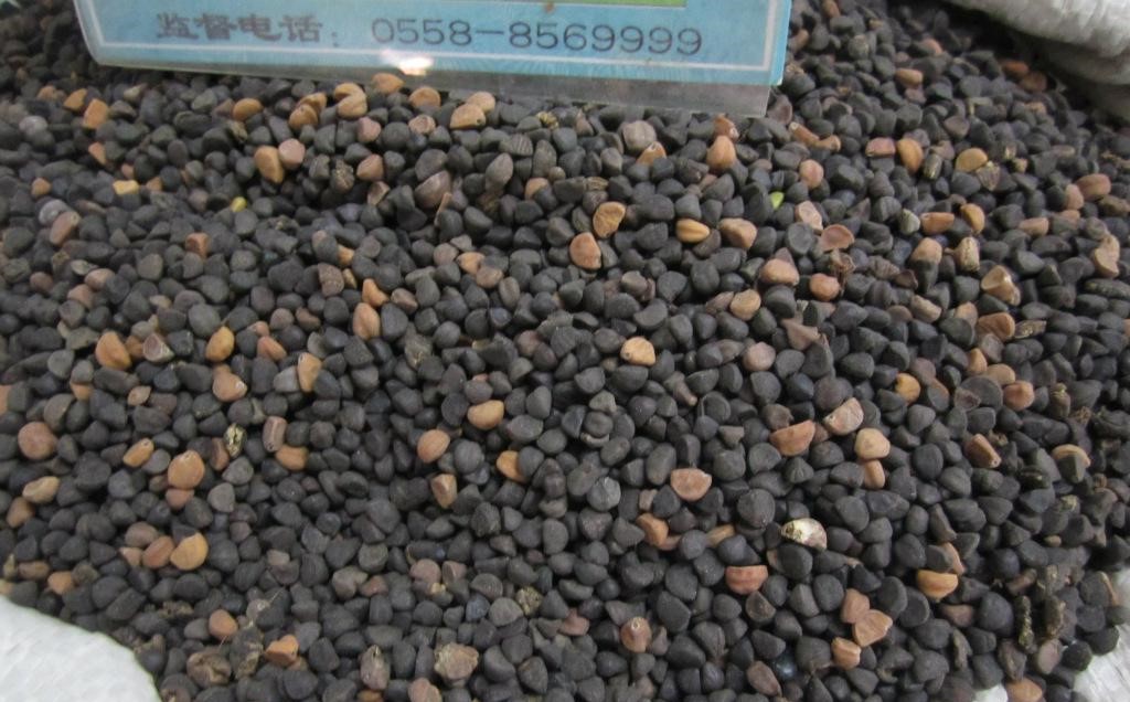 农村快速生长野草种子,四季耐寒野草种子