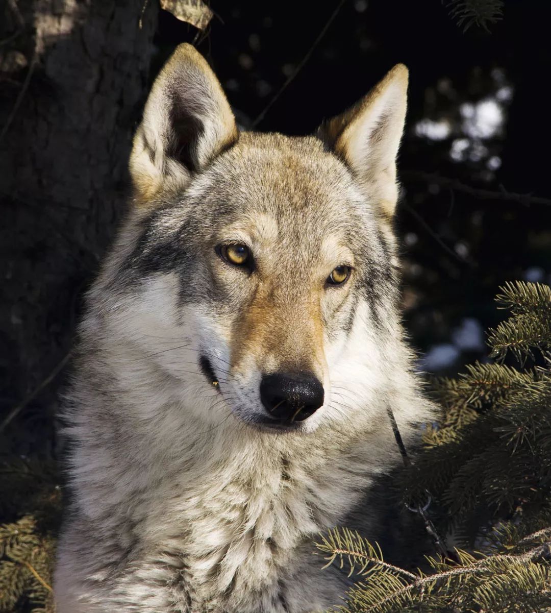狼的野性狗的忠诚,捷克狼犬和德牧哪个更忠诚