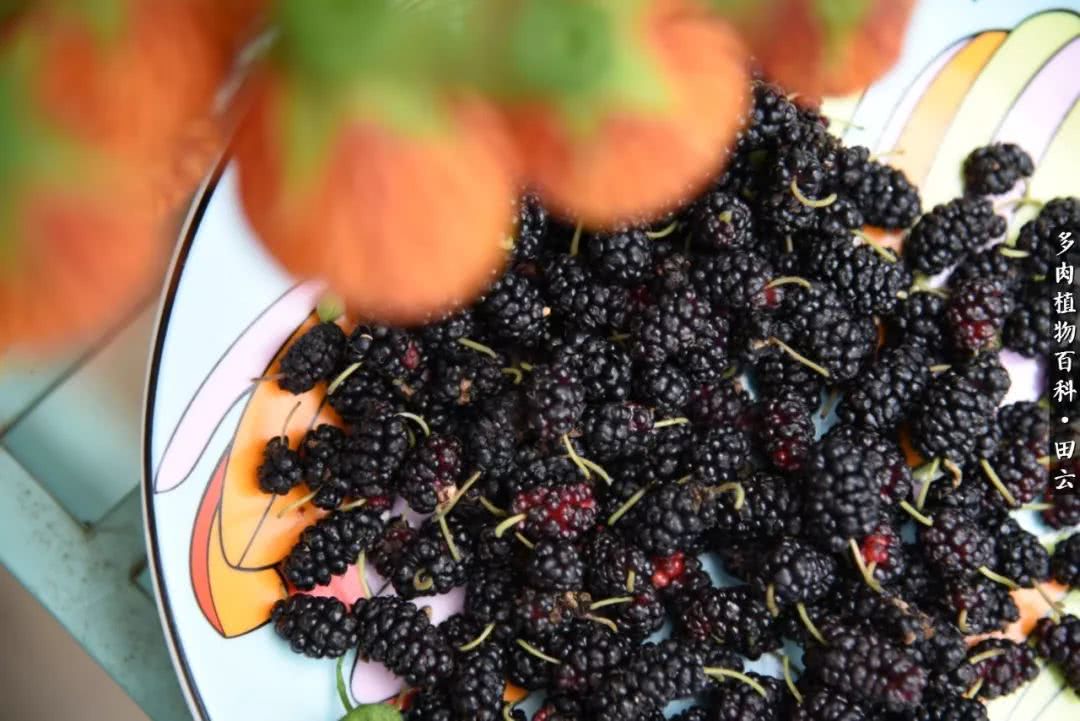 推开多肉世界的门，原来你与美食来自同一国度！