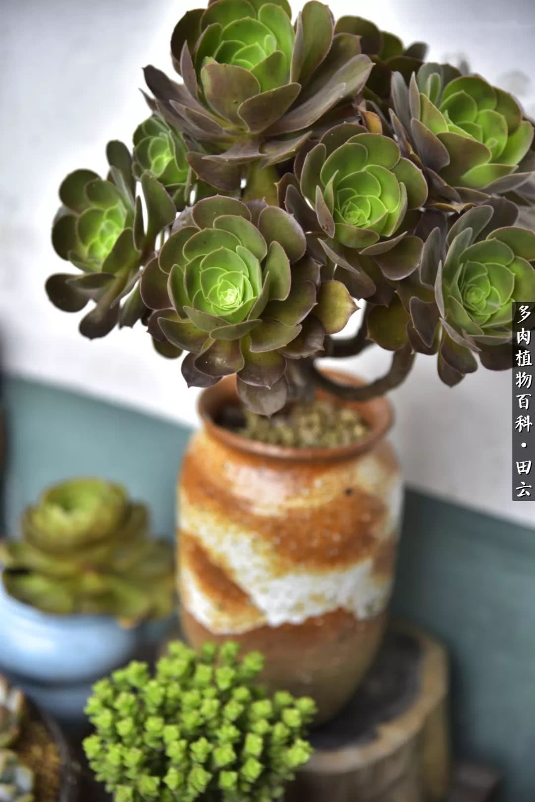 推开多肉世界的门，原来你与美食来自同一国度！