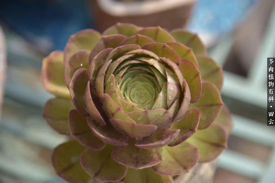 推开多肉世界的门，原来你与美食来自同一国度！