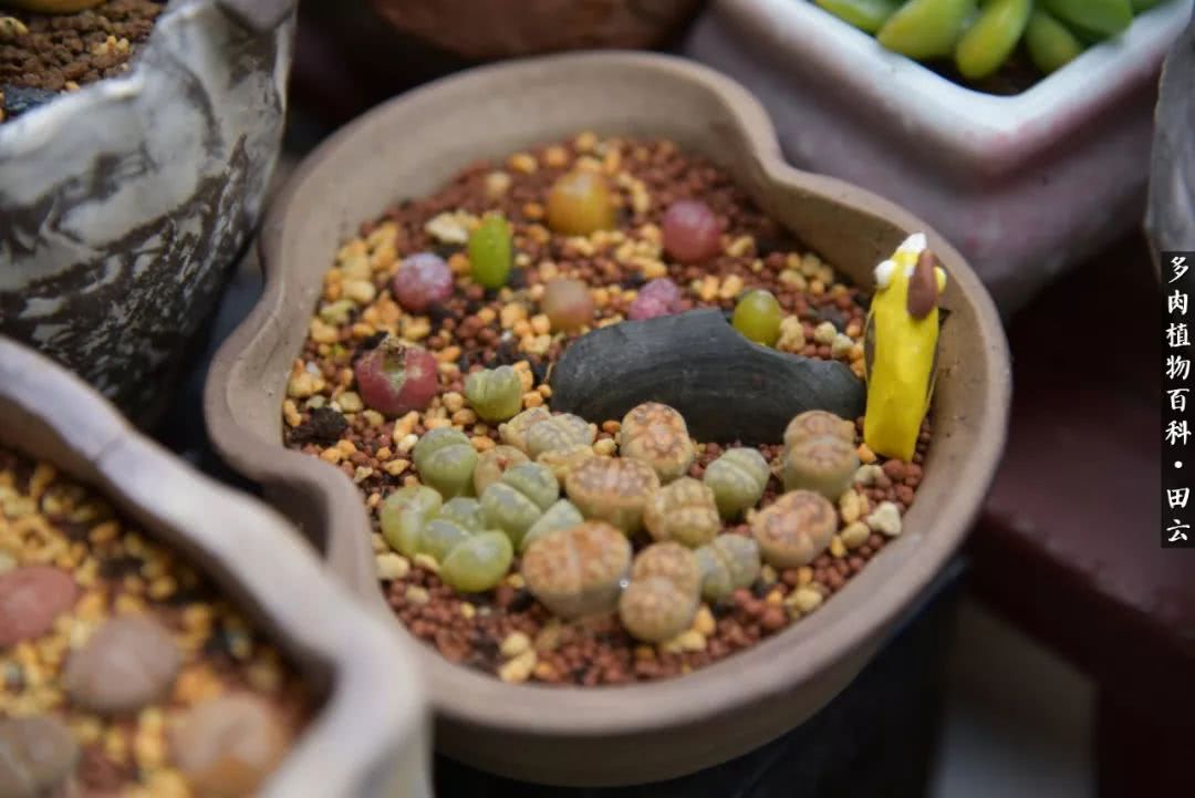 推开多肉世界的门，原来你与美食来自同一国度！