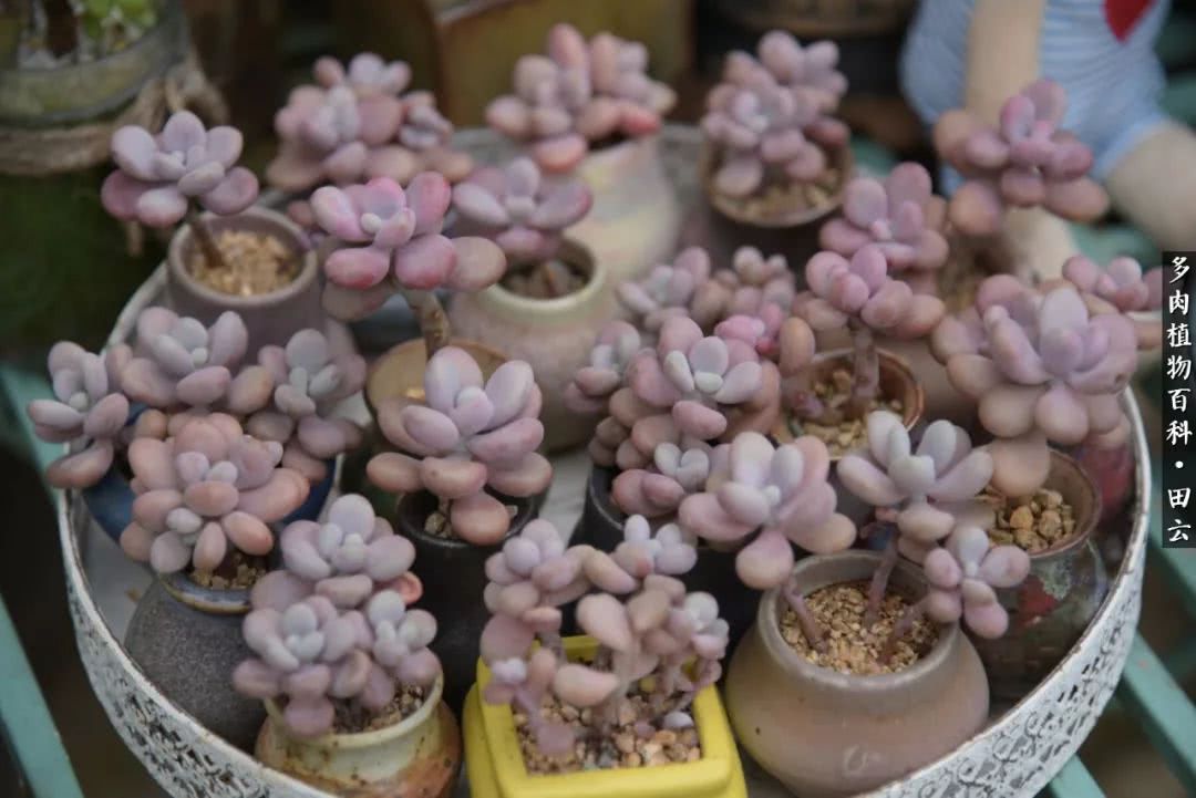 推开多肉世界的门，原来你与美食来自同一国度！