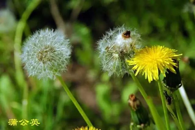 四种天然消炎药隔三差五吃一次,4种天然消炎药隔三差五吃