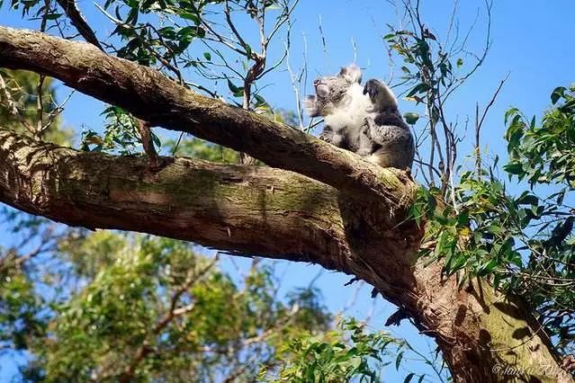 “新晋男友”李现代言的这个南半球网红城市，6月往返只需¥3000