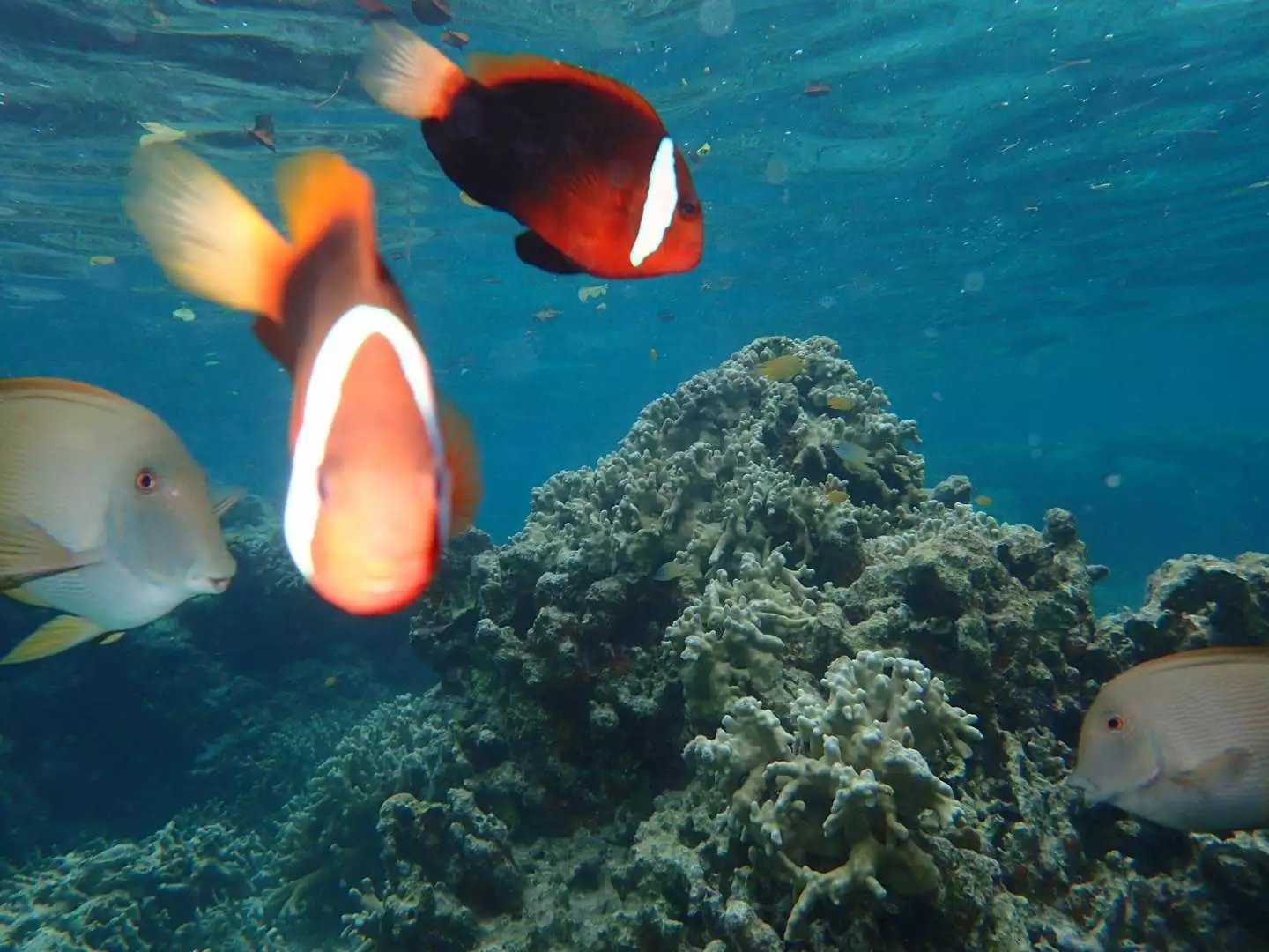 海岛地图最美风景打卡点,山东人少景美的海岛推荐