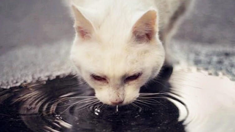 猫咪不爱喝水试试这几种办法,猫咪不爱自己吃饭非要喂