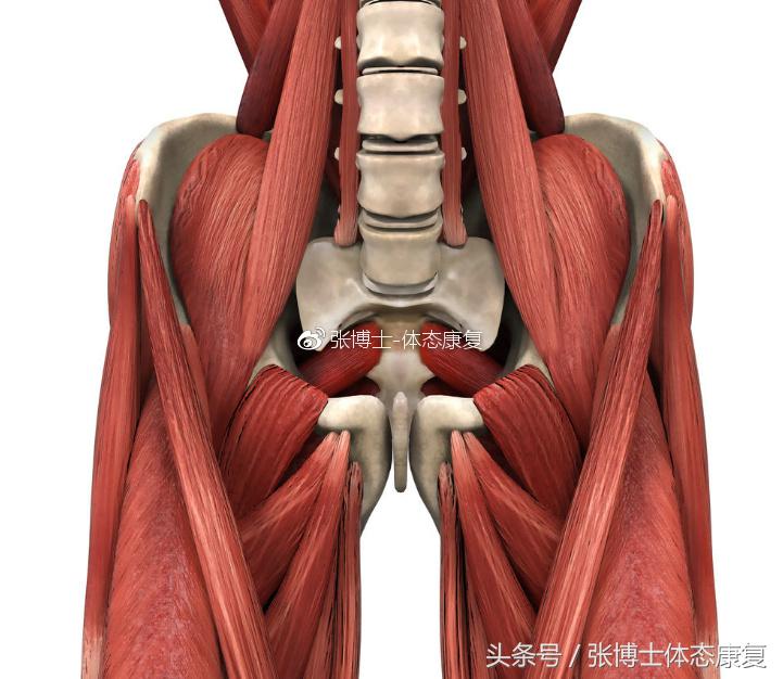 练习髋屈肌,屈髋肌如何练习